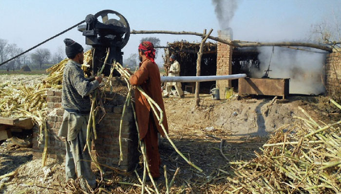 Sugarcane crushing could not be started in many sugar mills
