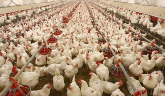 Poultry Association found guilty of price hike
