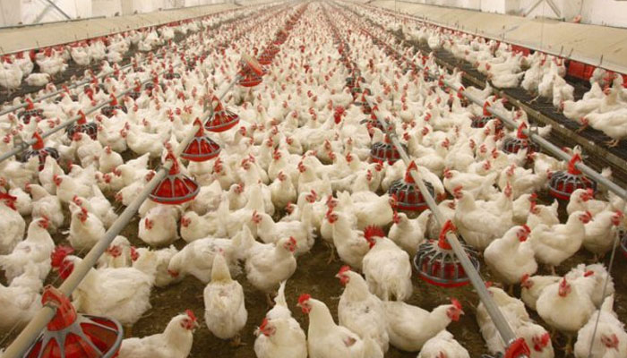 Poultry Association found guilty of price hike
