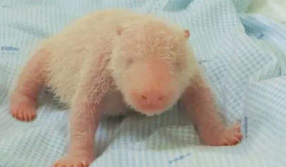 First panda cub born at safari park
