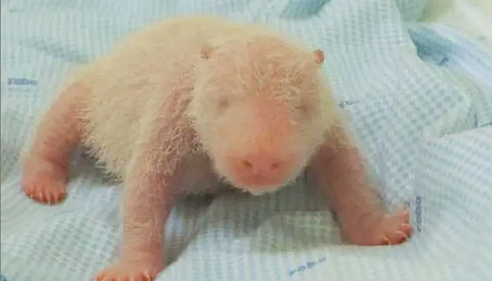 First panda cub born at safari park