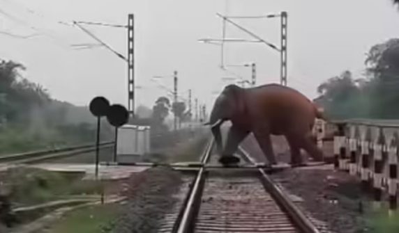 Passenger train collides with herd of elephants in Indian state of Assam