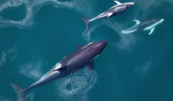 Interesting and surprising scientific research on dolphins and killer whales