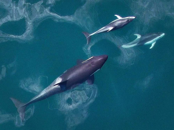 Interesting and surprising scientific research on dolphins and killer whales