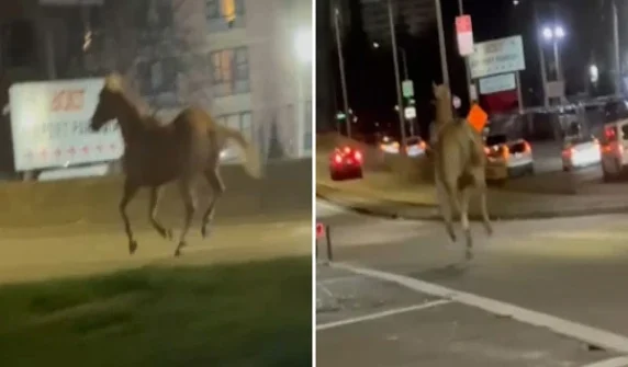 Horse sends airport officials into a frenzy
