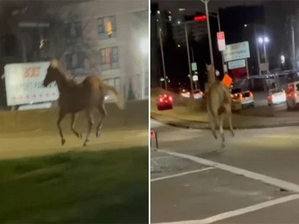 Horse sends airport officials into a frenzy
