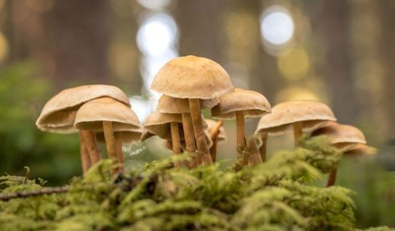 What mental illness can the compound in 'magic mushrooms' treat?