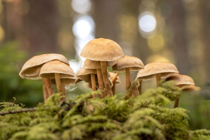 What mental illness can the compound in 'magic mushrooms' treat?