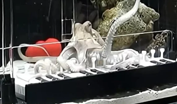 Swedish musician teaches octopus to play piano