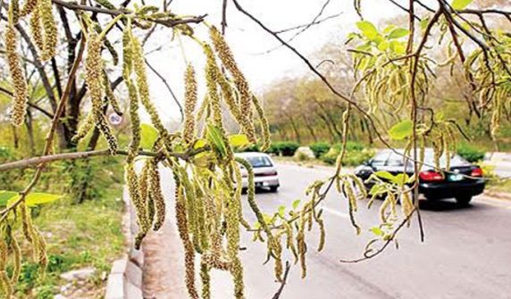 Court orders cutting down trees causing pollen allergy