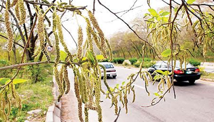 Court orders cutting down trees causing pollen allergy