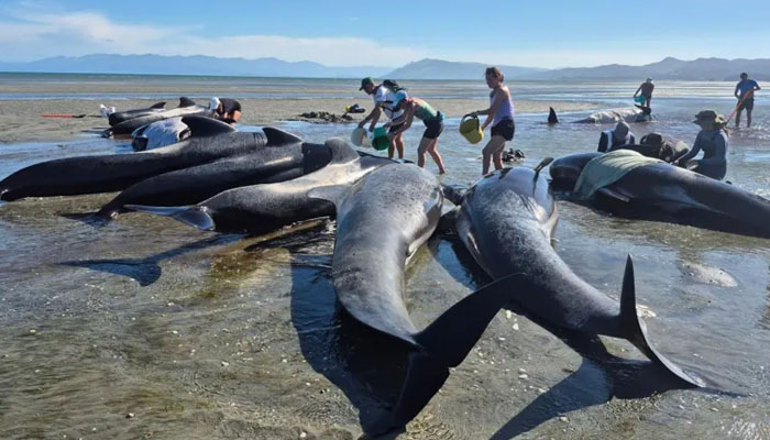 6 whales die after stranding on New Zealand beach