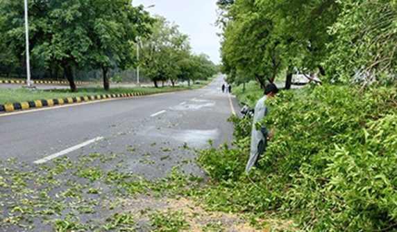 Islamabad High Court stops CDA from cutting trees