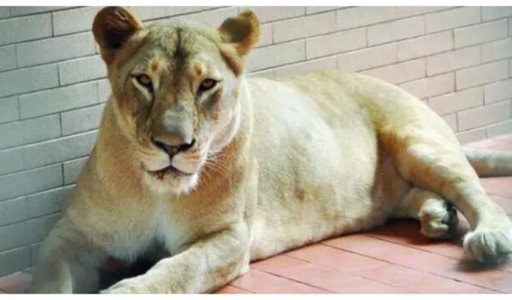 8-year-old girl injured in attack by pet tigress