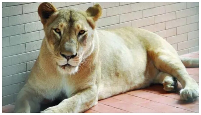 8-year-old girl injured in attack by pet tigress