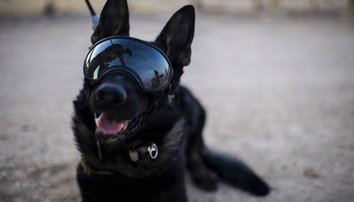 US military dog ​​Douglas retires
