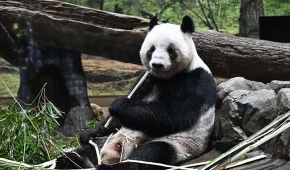 Japan decides to return the country's last two pandas to China