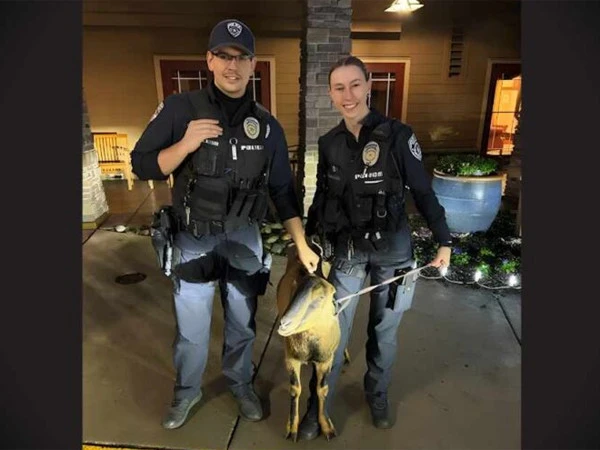 Goat arrested after trying to break into retirement home