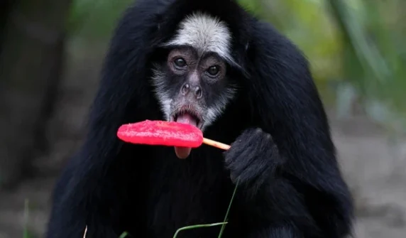 Monkeys are being given popsicles to keep them cool in the heat