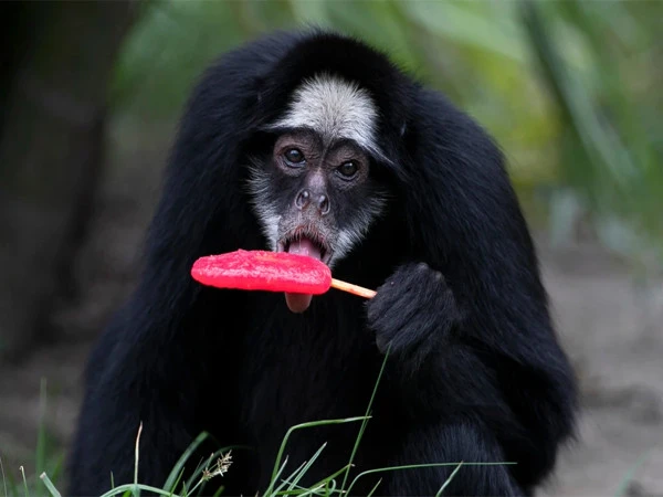 Monkeys are being given popsicles to keep them cool in the heat