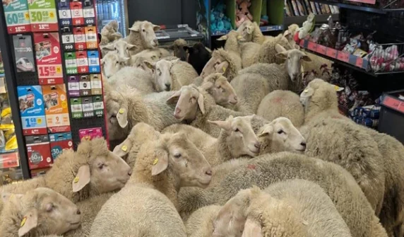 : A herd of 50 sheep entered a supermarket