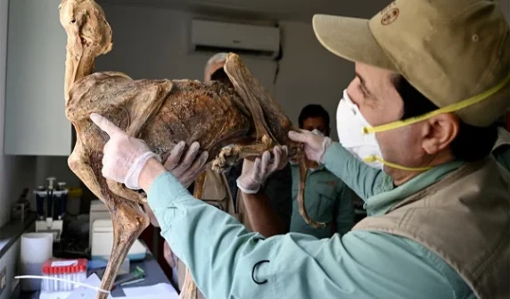1,800-year-old mummified leopards discovered