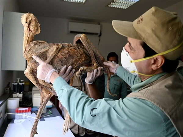 1,800-year-old mummified leopards discovered