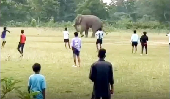 Wild elephant enters the field to play football