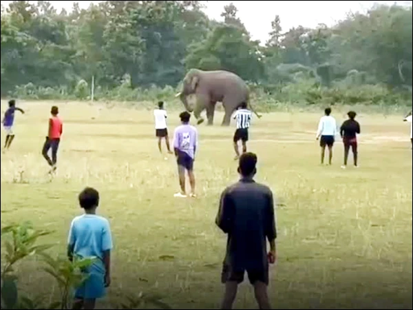 Wild elephant enters the field to play football