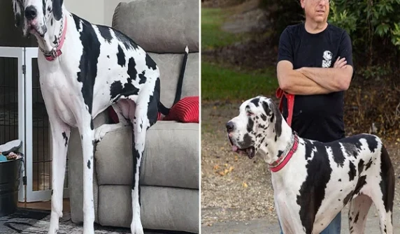 The tallest dog in the world