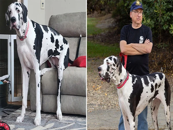 The tallest dog in the world