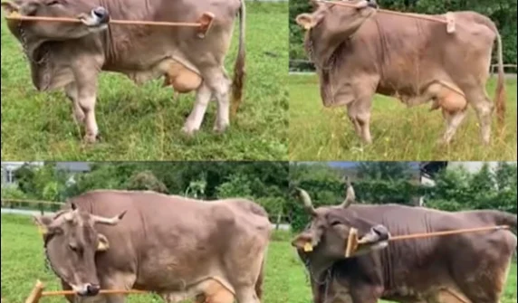 Intelligent cow surprises scientists by using tools