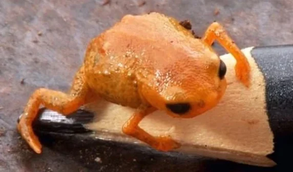 New species of orange frog discovered
