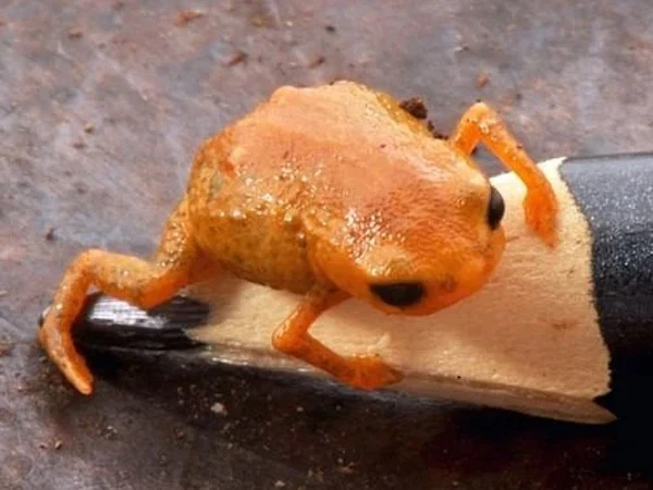 New species of orange frog discovered