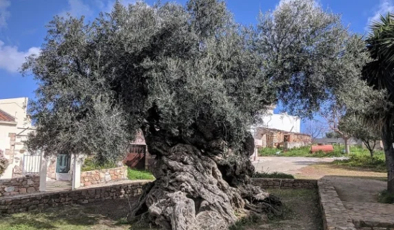 A tree that is almost 1000 years old