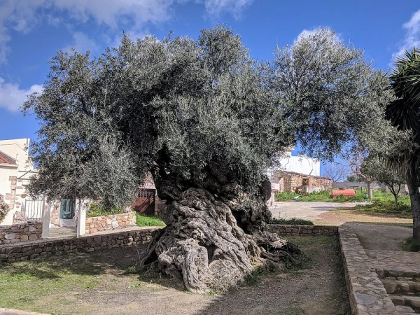 A tree that is almost 1000 years old