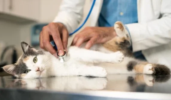 The key to treating cancer in humans may lie in cats