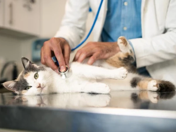 The key to treating cancer in humans may lie in cats