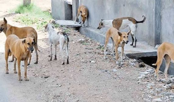 3-year-old girl dies after being bitten by dogs in Lodhran
