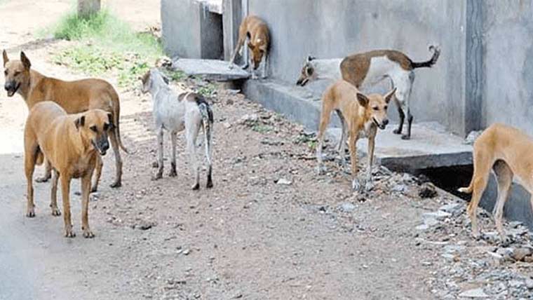 3-year-old girl dies after being bitten by dogs in Lodhran