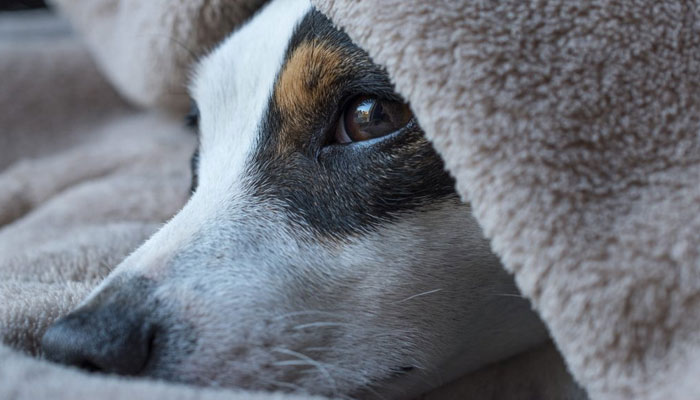 17 people beat up sibling for forbidding them from killing their pet dog