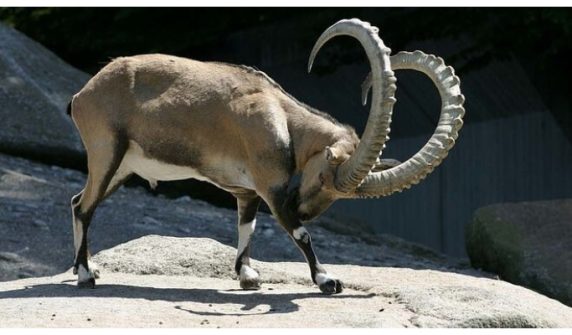 Himalayan ibex with 40-inch horns hunted in Upper Chitral