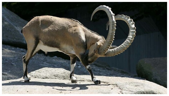 Himalayan ibex with 40-inch horns hunted in Upper Chitral