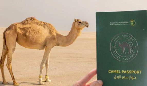 Saudi Arabia announces global camel passport