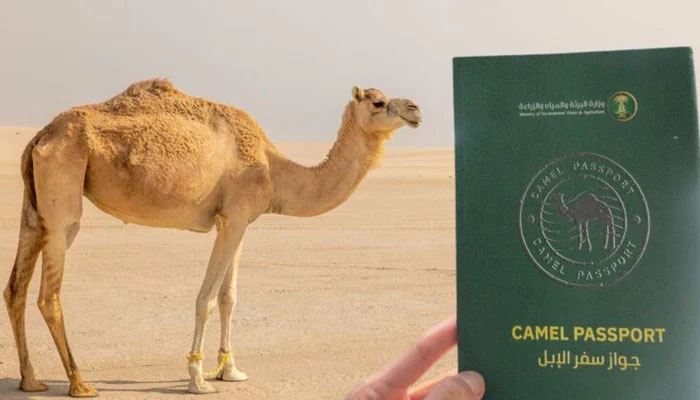 Saudi Arabia announces global camel passport