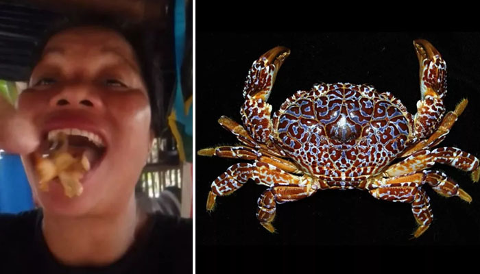 Filipino food influencer dies after eating poisonous crab