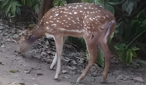 Two young deer killed in attack by male deer