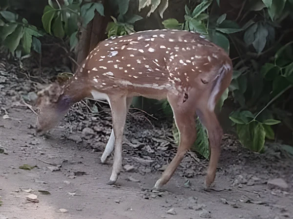 Two young deer killed in attack by male deer