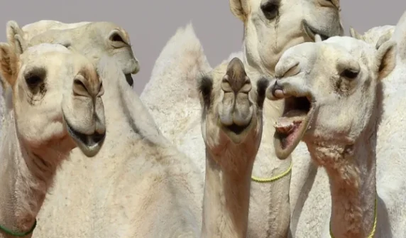 Camel beauty contest