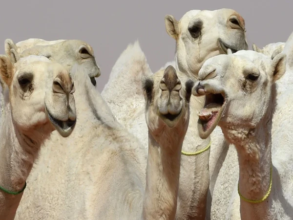 Camel beauty contest